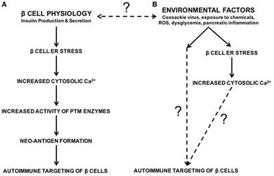 Environmental Factors Contribute to β Cell Endoplasmic Reticulum Stress and Neo-Antigen Formation in Type 1 Diabetes